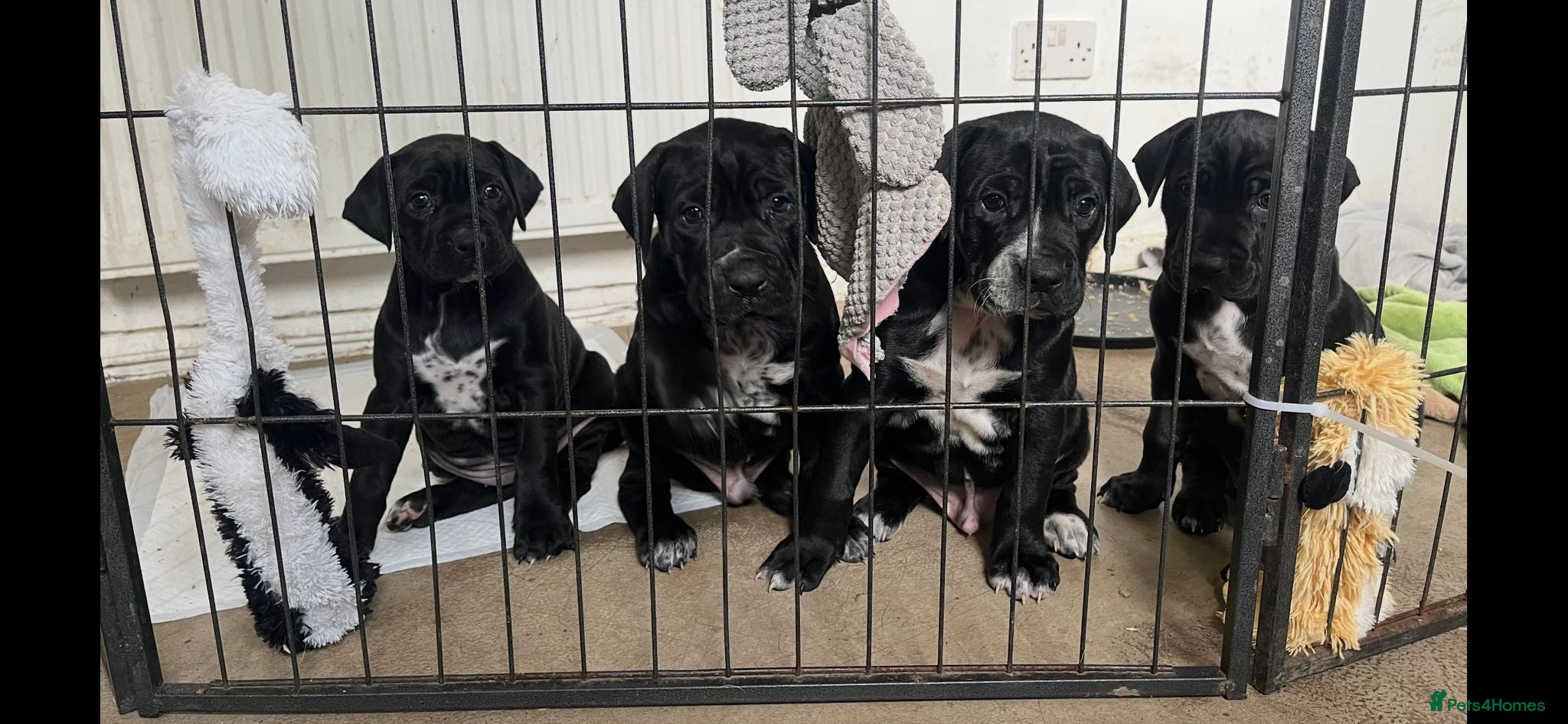 Mixed Breed dogs Cane corso X Dalmatian - Corsomatian  - Advert 4