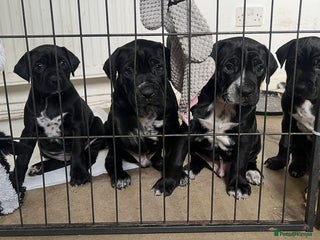 Mixed Breed dogs - Advert 12