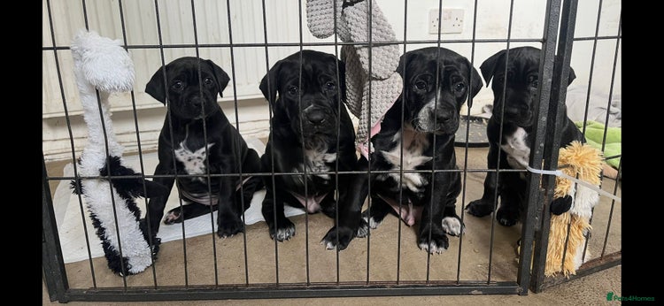 Mixed Breed dogs - Advert 9