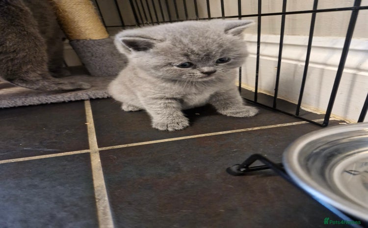 British Shorthair cats - Advert 12
