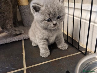 British Shorthair cats - Advert 26