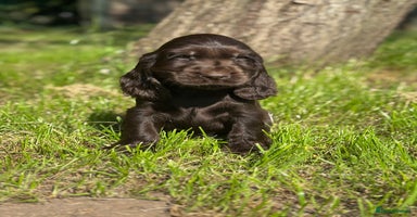 Cocker Spaniel dogs - Advert 5