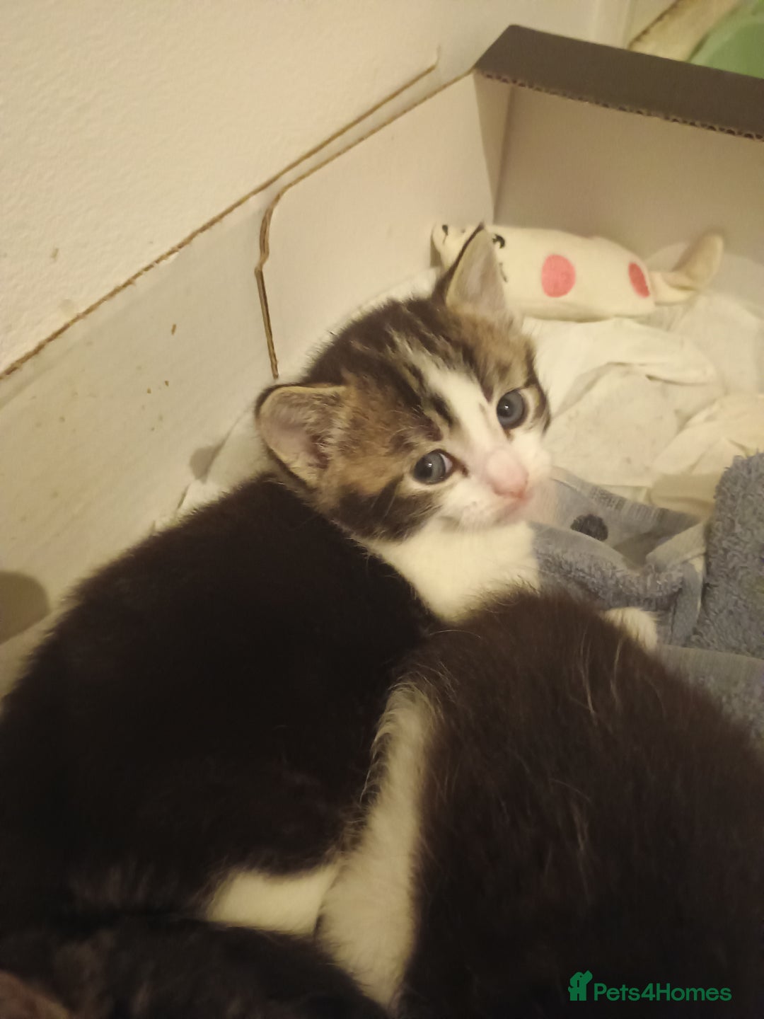 American Shorthair cats for sale: 1 male and 1 female 9 week old kittens for sale!!! - Advert 2