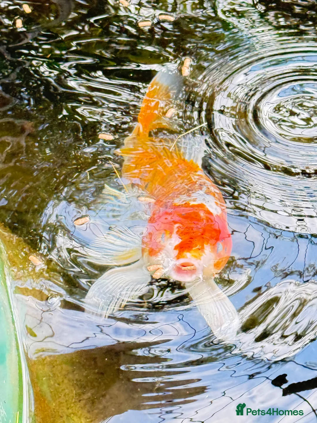 Koi Carp fish for sale: Koi Carp for Sale – Approx. 18 Inches in Crook - Advert 1