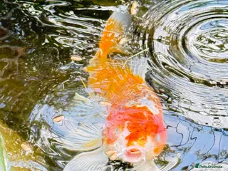 Koi Carp fish Koi Carp for Sale – Approx. 18 Inches - Advert 7