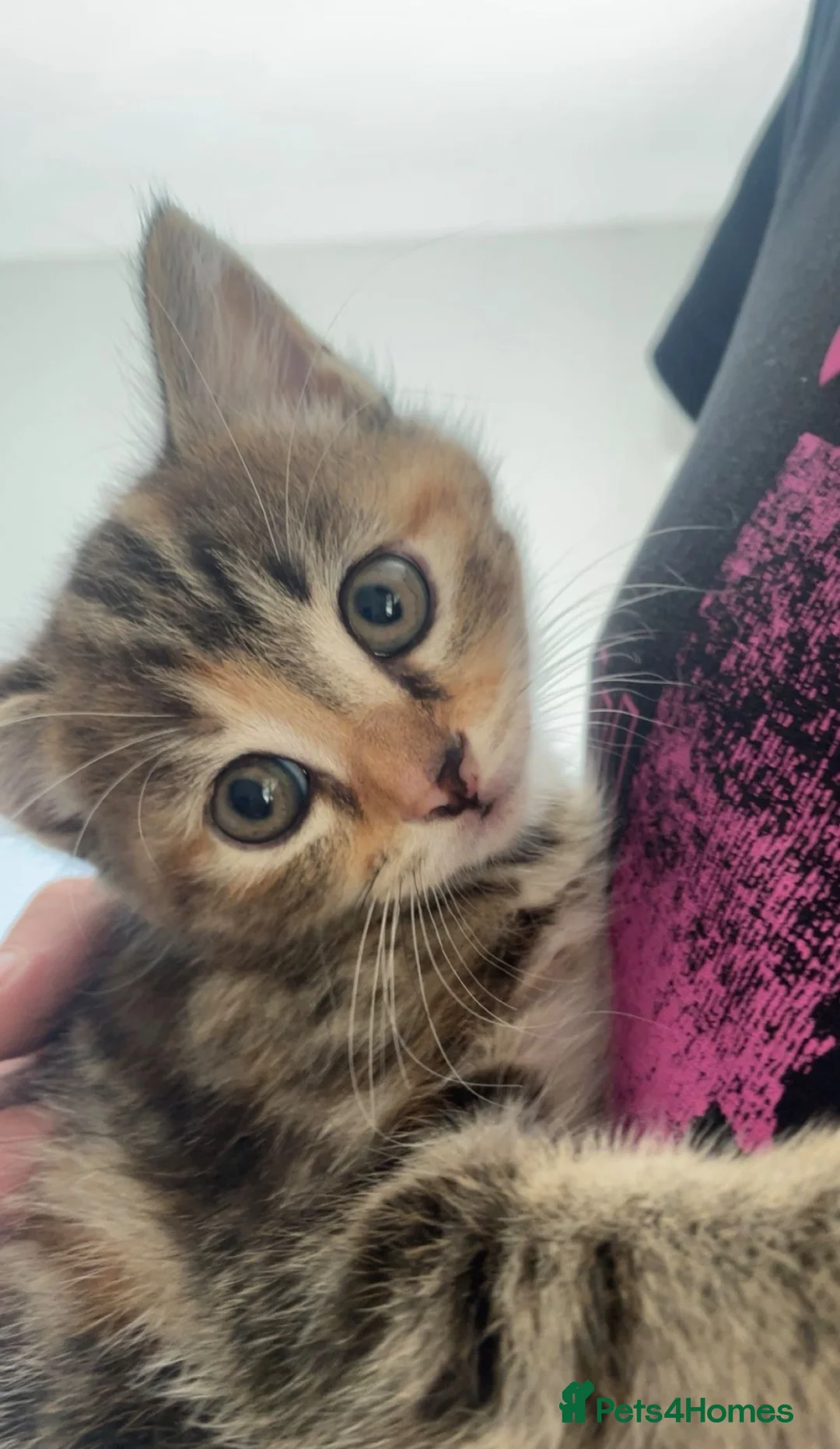 Mixed Breed cats for sale: Two beautiful kittens for sale  in Colchester - Advert 9