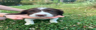 English Springer Spaniel 2