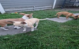 Chihuahua dogs for sale: Chihuahua puppies  - Image 1