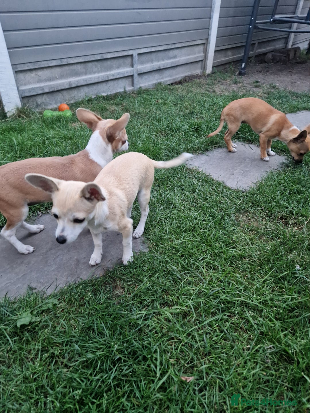 Chihuahua dogs for sale: Chihuahua puppies  - Image 1