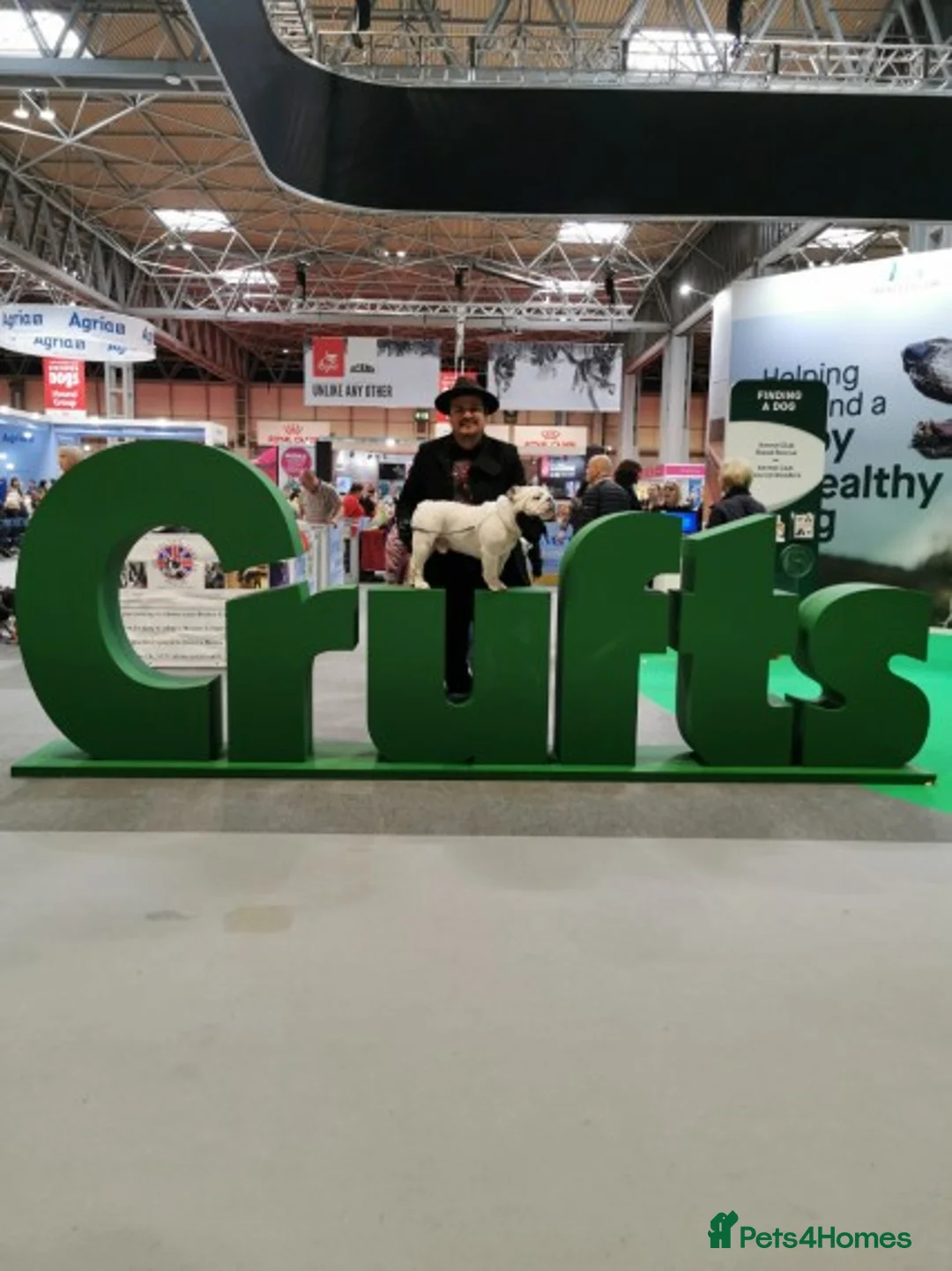 English Bulldog dogs for stud: Qualified Crufts20/21/22/23/24 Health Certificates in Slough - Advert 15