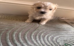 Maltipoo dogs for sale: Tea Cup Maltipoos  - Image 4