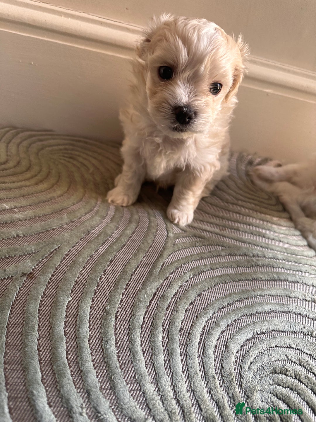 Maltipoo dogs for sale: Tea Cup Maltipoos  - Image 4