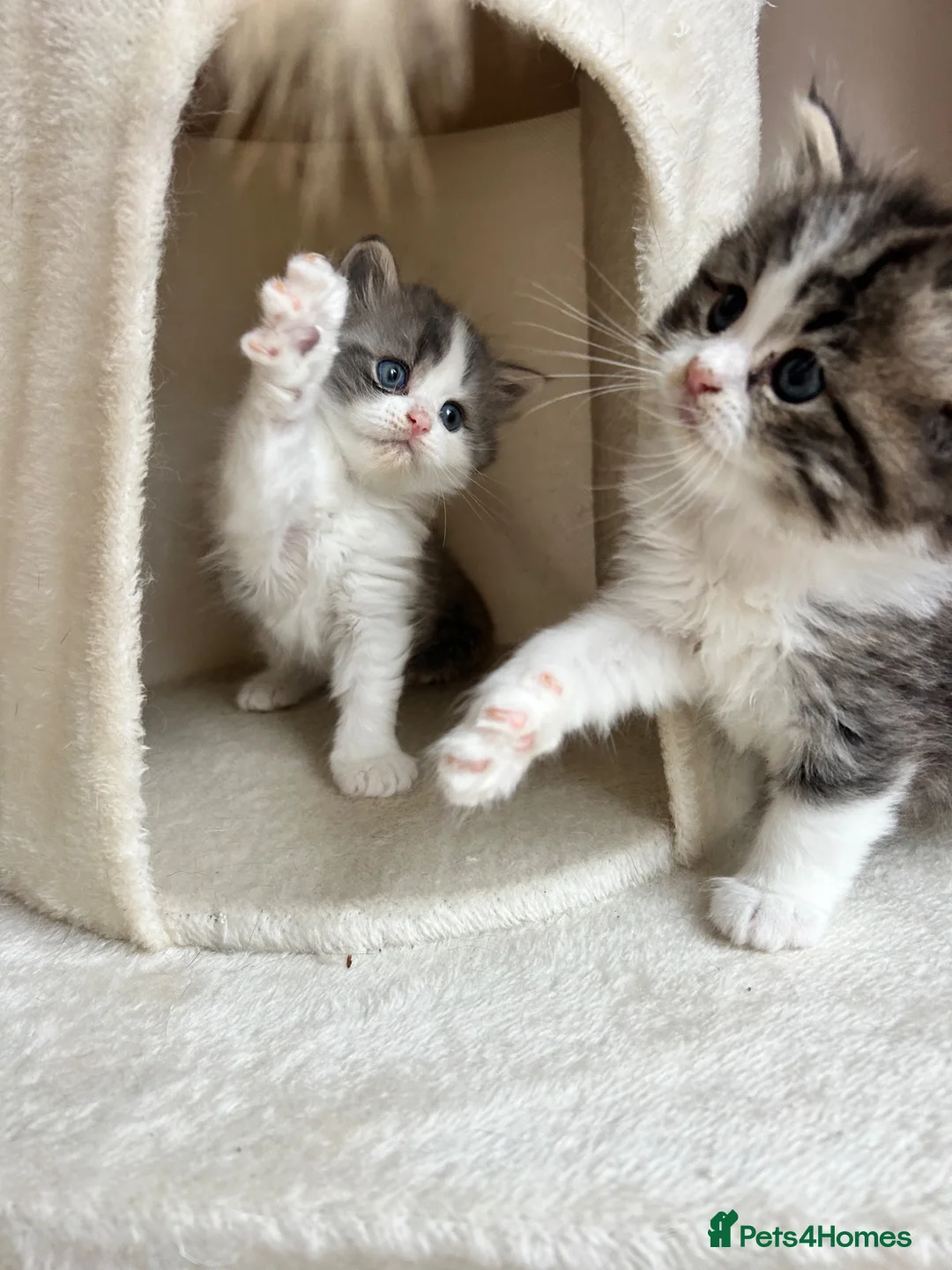 Persian cats for sale: Luxury Doll Faced Persian Kittens  - Advert 2