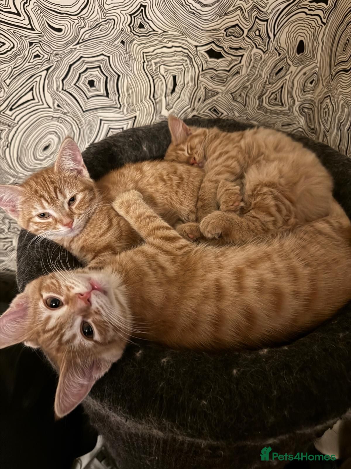 Mixed Breed cats 3 Gorgeous Ginger Kittens with 4 weeks insurance - Advert 1