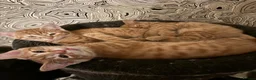 Mixed Breed cats for sale: 3 Gorgeous Ginger Kittens with 4 weeks insurance - Advert 1