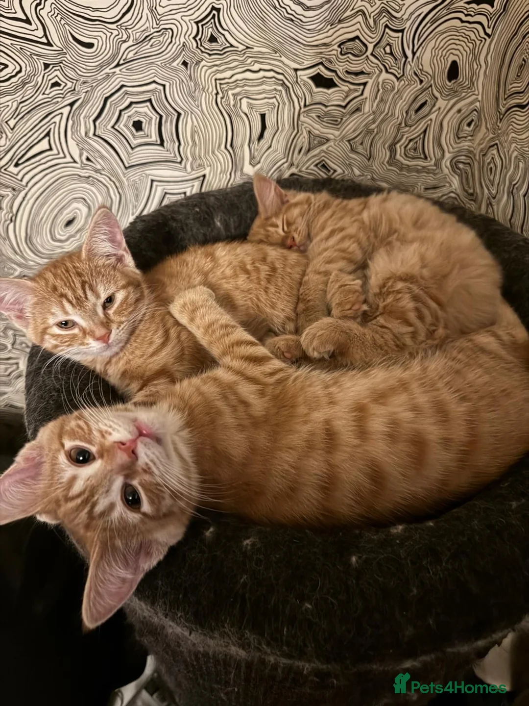Mixed Breed cats for sale: 3 Gorgeous Ginger Kittens with 4 weeks insurance - Advert 1