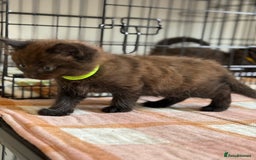 British Longhair cats for sale: Male  British long haired kittens - Image 12