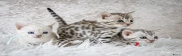 Bengal cats for sale: Stunning Silver Snow ❄️ Bengal Kittens  - Advert 3
