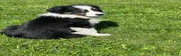 Border Collie dogs for sale: ISDS registered border collie puppies  - Advert 10