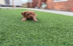 Cockapoo dogs for sale: Cockerpoo puppies - Image 11