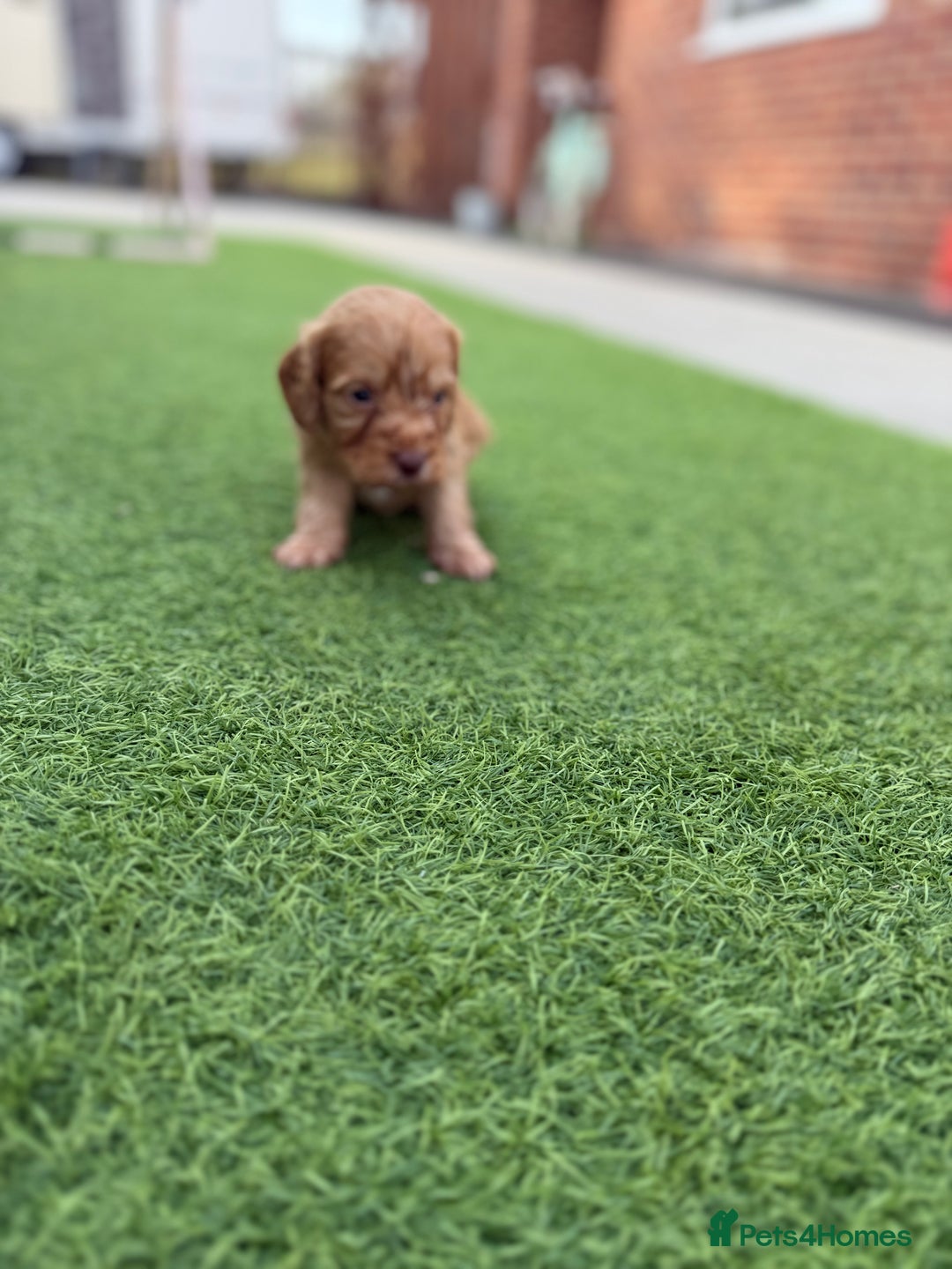 Cockapoo dogs for sale: Cockerpoo puppies - Image 11