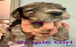 Cockapoo dogs for sale: Beautiful Teddy Bear F1 Cockapoo Merle puppies - Image 2