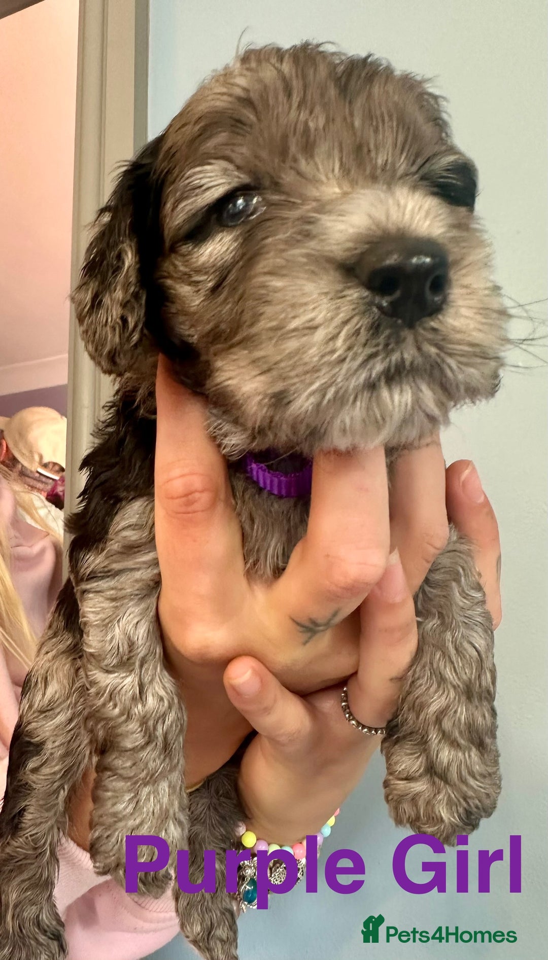 Cockapoo dogs for sale: Beautiful Teddy Bear F1 Cockapoo Merle puppies - Image 2