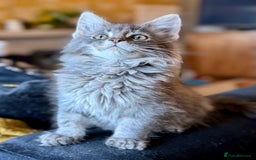 Maine Coon cats for sale: Ready NOW! TICA splendid Maine Coon - Image 10