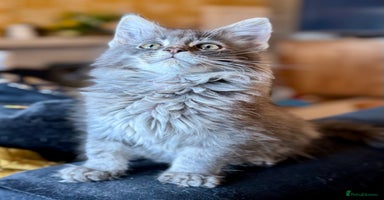 Maine Coon cats - Advert 15