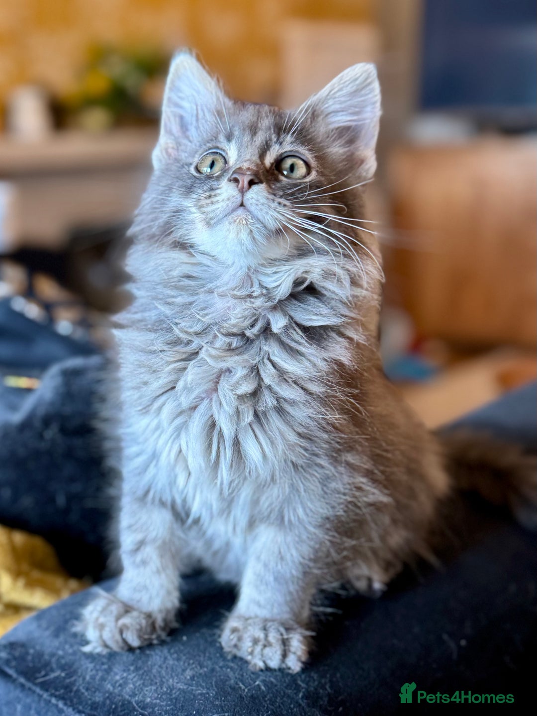 Maine Coon cats for sale: Ready NOW! TICA splendid Maine Coon - Image 10
