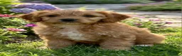 Cavapoo dogs for sale: Beautiful f1b cavapoo  - Advert 2