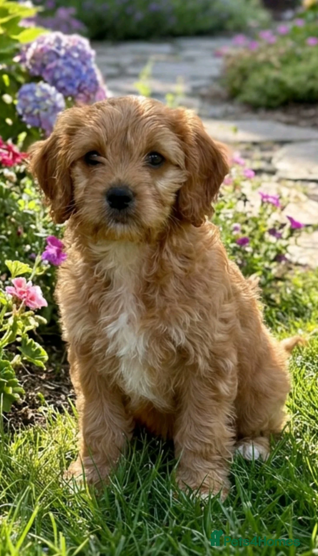 Cavapoo dogs for sale: Beautiful f1b cavapoo  - Advert 2