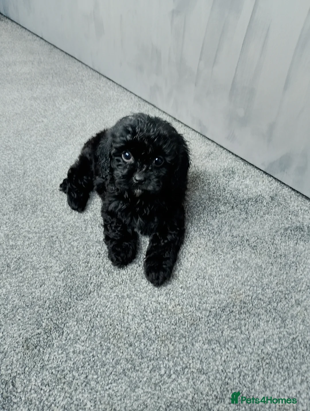 Cavapoo dogs for sale: Stunning F1 Cavapoos ready now ! - Advert 6
