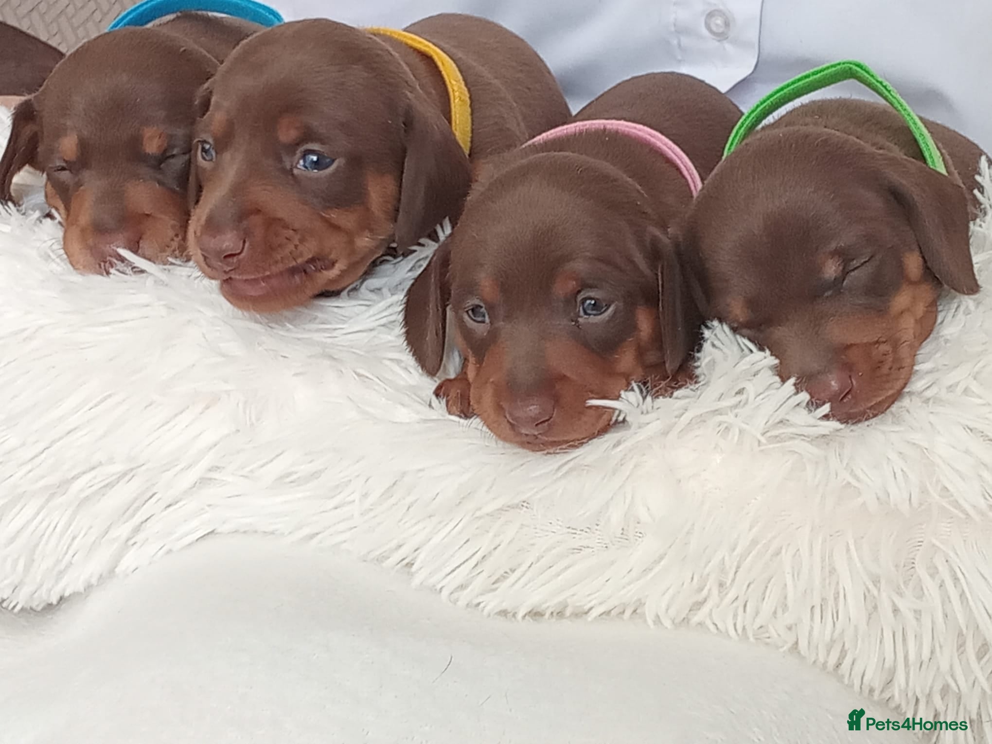 Dachshund dogs Stunning chunky Dachsund Puppies  - Advert 2