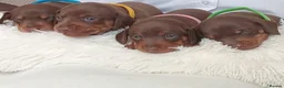 Dachshund dogs for sale: Stunning chunky Dachsund Puppies  in Braintree - Advert 2