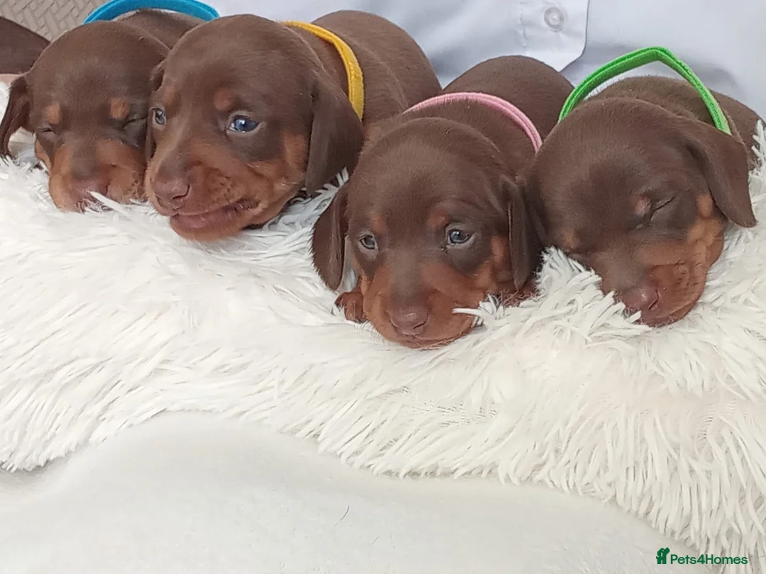 Dachshund dogs for sale: Stunning chunky Dachsund Puppies  in Braintree - Advert 2