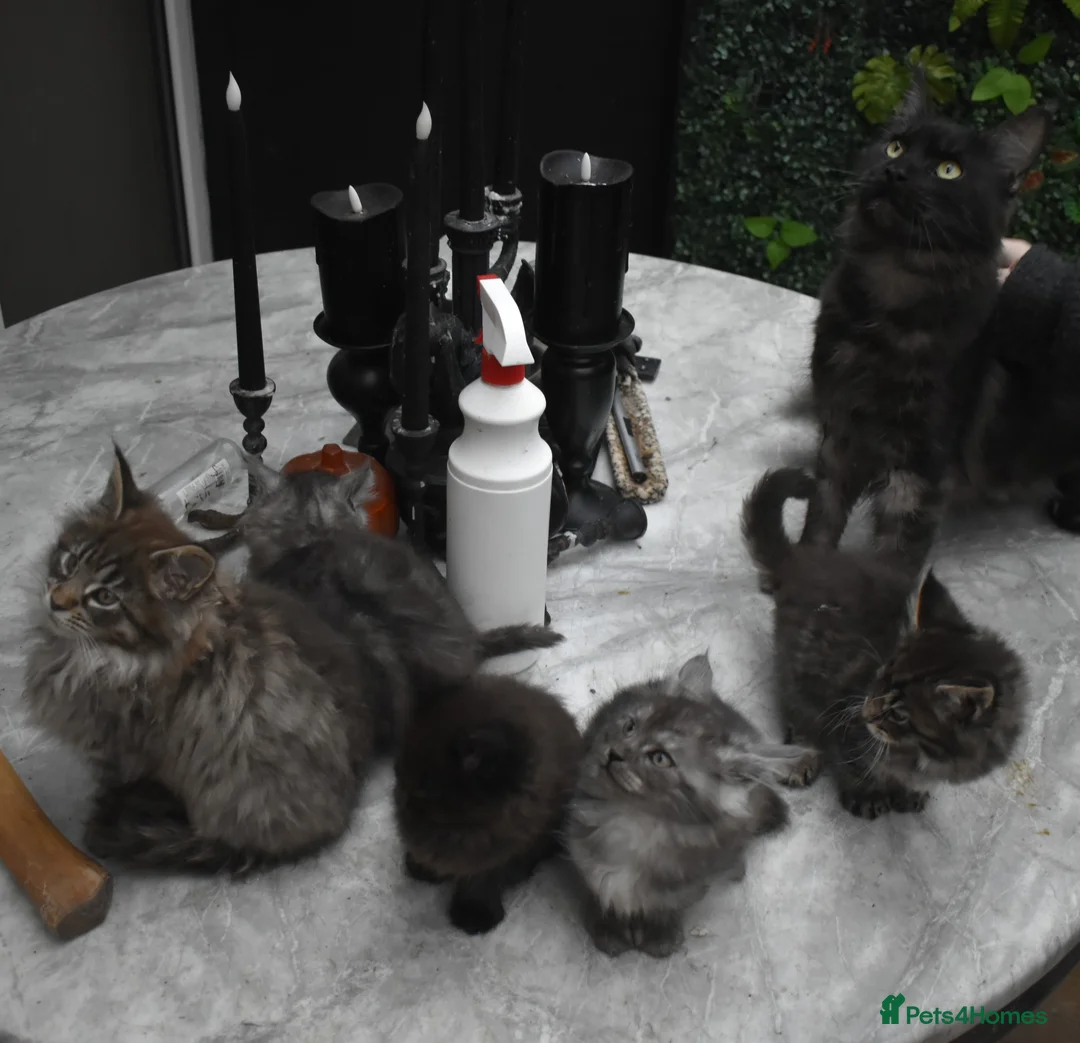 Maine Coon cats for sale: Gorgeous Champion Bloodline Maine Coon Kittens - Advert 18