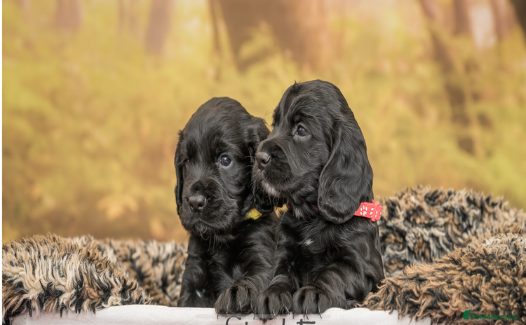 Cocker Spaniel dogs - Advert 8