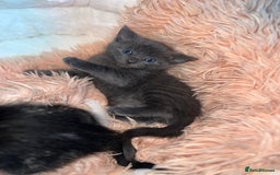 Mixed Breed cats for sale: 4 kittens for sale  - Image 1