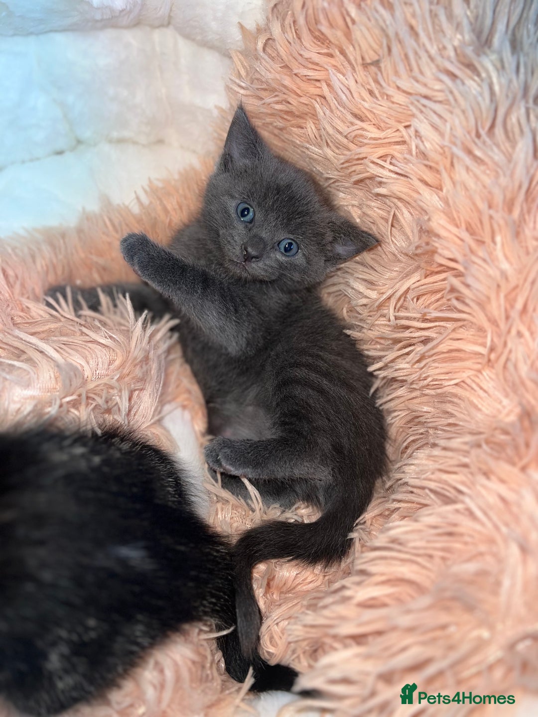 Mixed Breed cats for sale: 4 kittens for sale  - Image 1