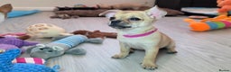 Chihuahua dogs for sale: CHIHUAHUA Girls Ready To Go - Advert 21