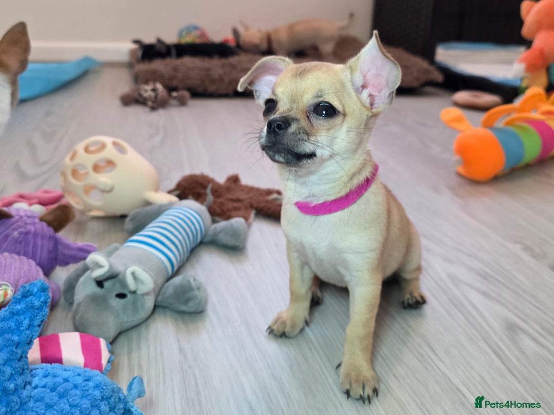 Chihuahua dogs for sale: CHIHUAHUA Girls Ready To Go - Advert 21