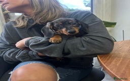 Miniature Dachshund dogs for sale: Miniature Daschunds  - Image 33