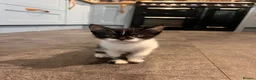 Domestic Shorthair cats for sale: 2 beautiful kittens for sale  in Blackburn - Advert 3