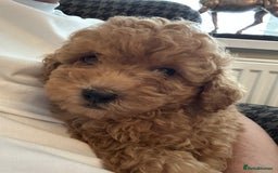 Toy Poodle dogs for sale: Gorgeous KC Toy Poodles  - Image 7