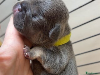 French Bulldog dogs Frenchies - Advert 8