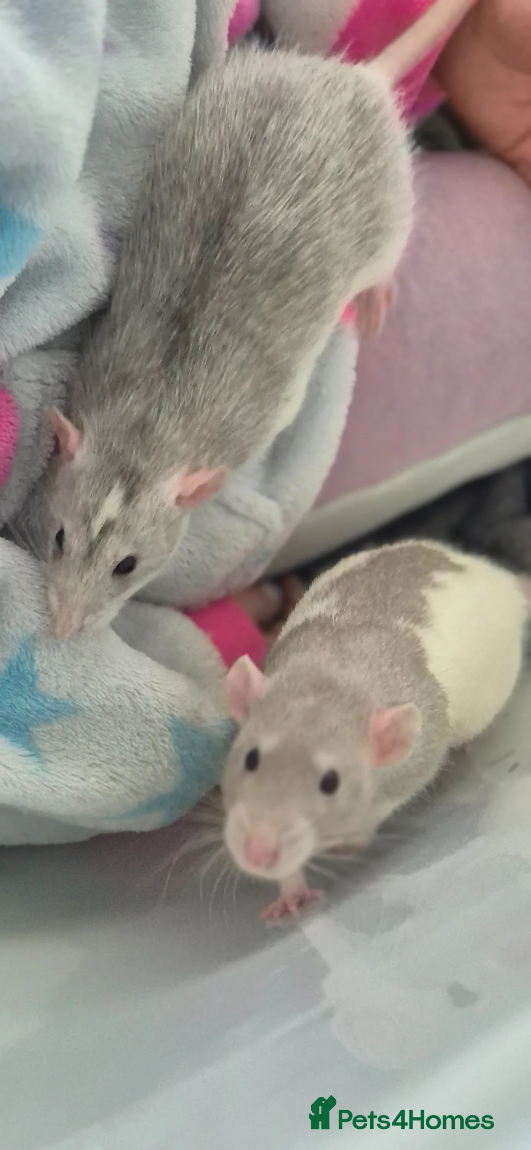 Rat rodents for sale: 2 Male Rats  in Northallerton - Advert 6