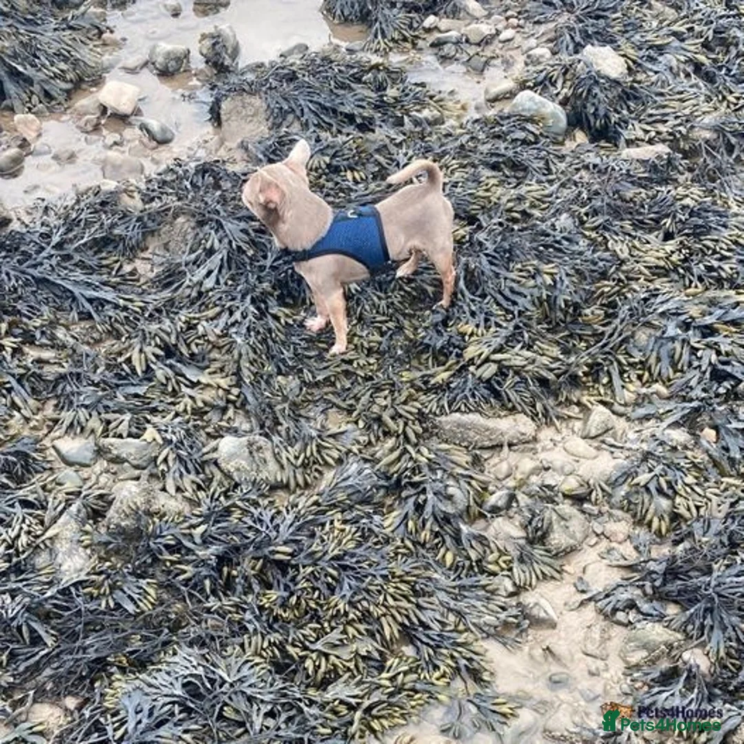 Chihuahua dogs for stud: **Well Proven Stud**- Stunning Lilac Smooth Coat  in Morecambe - Advert 4