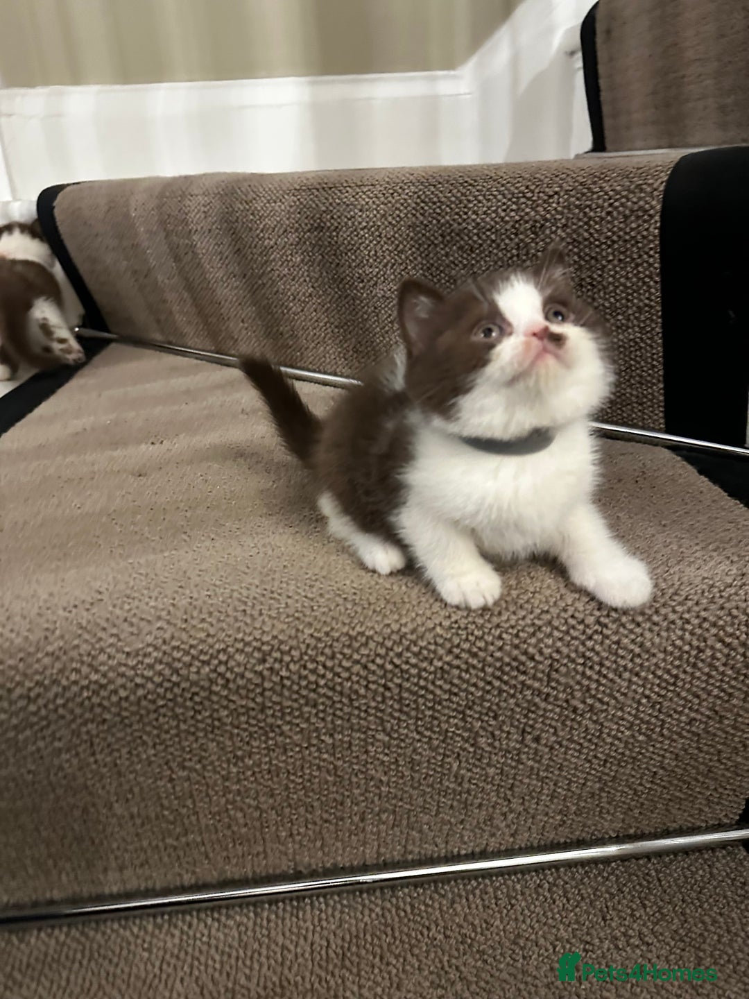 British Shorthair cats for sale: FULL PEDIGREE CHOCOLATE BI COLOUR KITTENS  - Advert 7