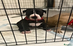 Mixed Breed dogs for sale: Malinos x bull mix  - Image 3
